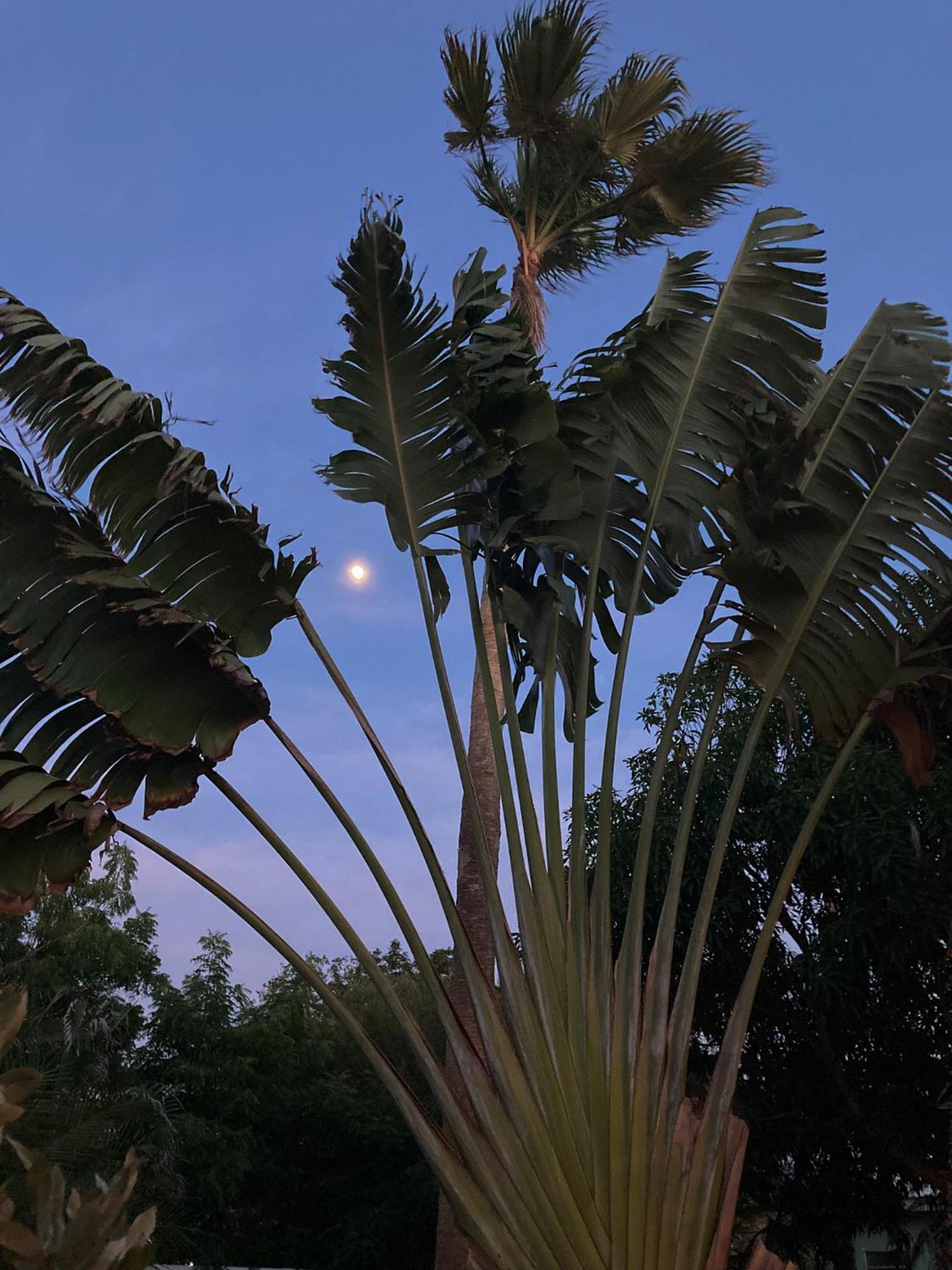 Woodstock Palmresort Curacao Willemstad Bagian luar foto
